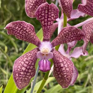 <i>Papilionanda</i> Motes Harbinger