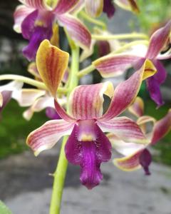 Dendrobium Cettar