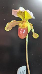 <i>Paphiopedilum</i> Mary's Little Hellion