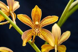 Grammatocymbidium Pakkret Cicada
