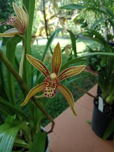 Grammatocymbidium Pakkret Crescendo