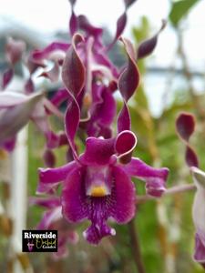 Dendrobium Yosie Beauty