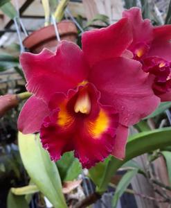 <i>Rhyncholaeliocattleya</i> Isabel