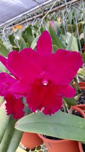 Rhyncholaeliocattleya Memoria Angela De Alvarenga