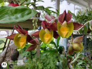 Catasetum Joyce Krym Ingalls XOXO