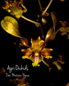 <i>Dendrobium</i> Mutiara Papua