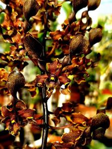 Dendrobium Mutiara Papua