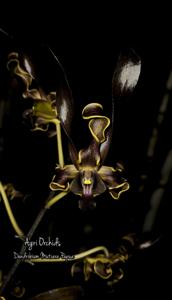 Dendrobium Mutiara Papua