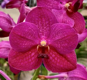 Vandachostylis Marilyn Hatfield