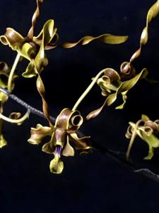 Dendrobium Nicha Amber