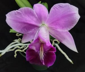 <i>Cattleya</i> QF Melita