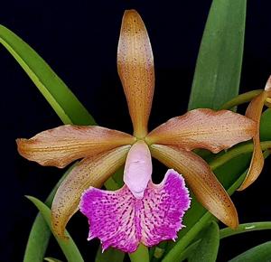 <i>Rhynchobrassoleya</i> Jairak Cornue