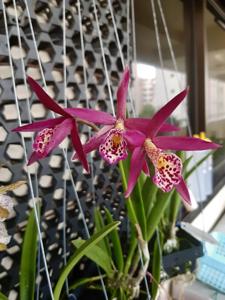 Brassocatanthe Jairak Finch