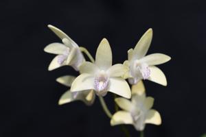 Dendrobium Kingfisher Pearl