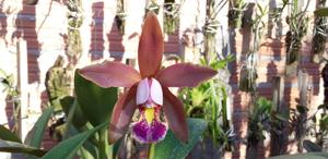<i>Cattlianthe</i> Terra Roxa