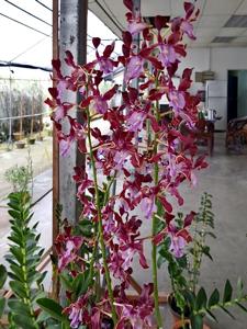 Dendrobium Intan Puspita Sri Wardhani