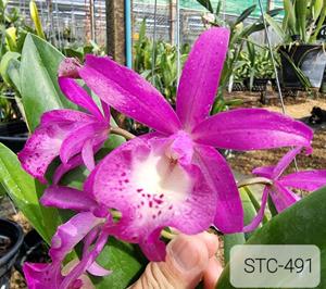 Brassocatanthe Taiwan Mermaid