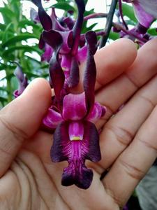 Dendrobium J. Eka Priyatma