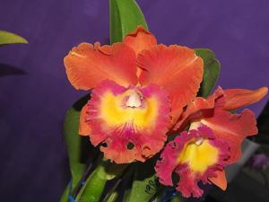 Rhyncholaeliocattleya Duh's Noble