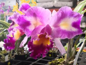 <i>Cattleya</i> Ella Joy