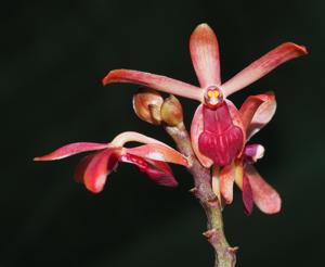 Luistylis Peach Sapphire