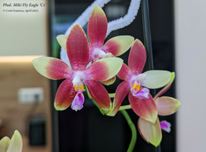 Phalaenopsis Miki Fly Eagle C1