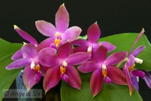 <i>Phalaenopsis</i> Miki Samera C1