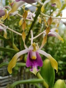 <i>Dendrobium</i> Ong Boh Lee