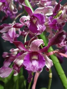 <i>Dendrobium</i> Donny Rizal