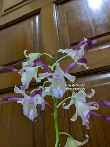 Dendrobium Donny Rizal