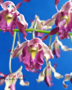 Dendrobium King Cobra