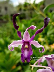 Dendrobium Black Scorpion