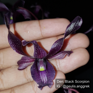 Dendrobium Black Scorpion