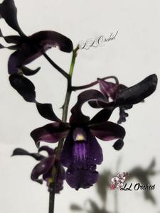 Dendrobium Black Scorpion