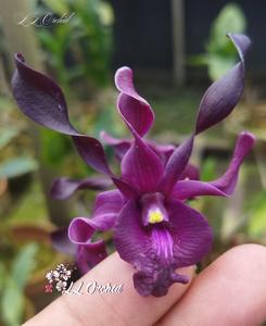 Dendrobium Black Scorpion