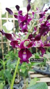 Dendrobium Black Scorpion