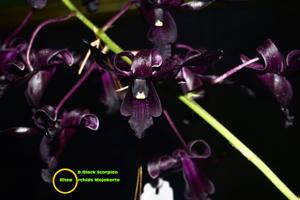 Dendrobium Black Scorpion