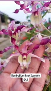 Dendrobium Black Scorpion