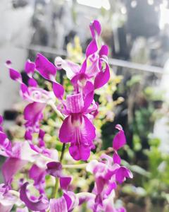 Dendrobium Black Scorpion