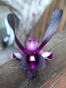 Dendrobium Black Scorpion