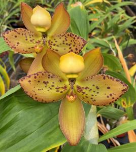 Cycnoches Melana's Swan