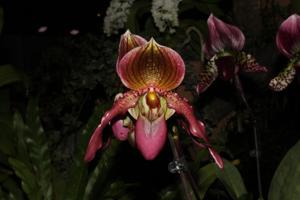 <i>Paphiopedilum</i> Elke Cramer