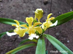 Vanda Kartini