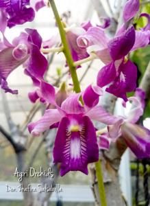 Dendrobium Zhafira Salsabilla