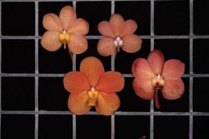 Vanda Manila Dawn