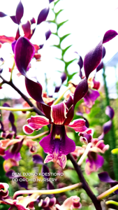 <i>Dendrobium</i> Djoko Koestiono