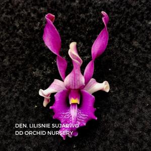 <i>Dendrobium</i> Lilisnine Sujarwo