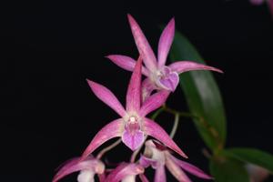 <i>Dendrobium</i> Tegan's Star