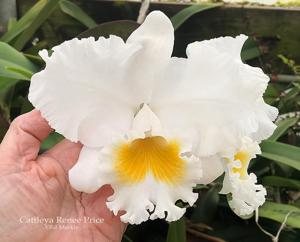<i>Cattleya</i> Renee Price