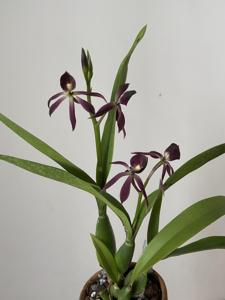 Guarechea Black Comet